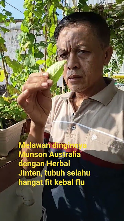 kebal flu denga jinten, ayo nanam #dutalingkungan