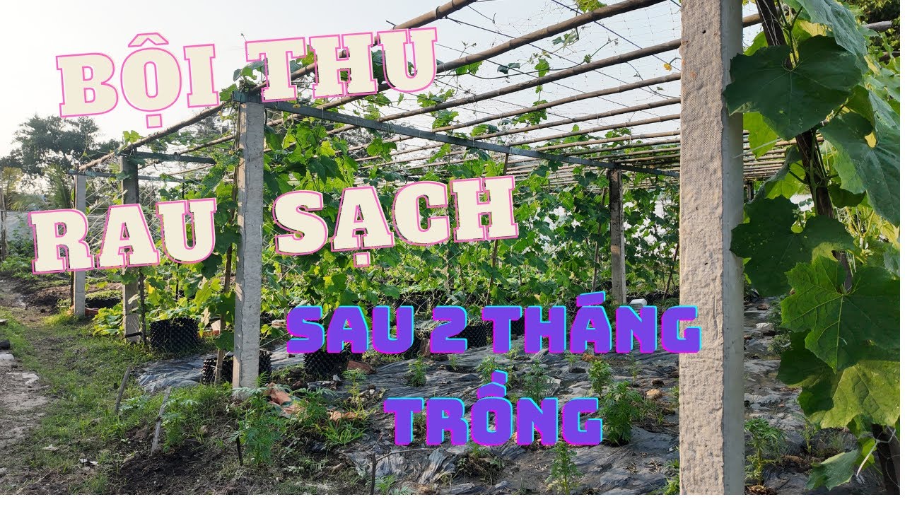 Bội thu rau sạch vườn nhà chỉ sau hai tháng, vừa tặng vừa ăn thỏa thích I Muối 2 bình cải cay ngon!