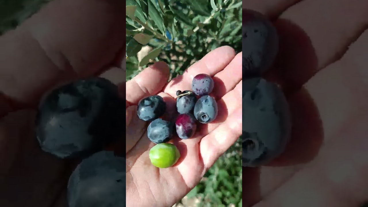 Çorak arazi,gülen yüz...