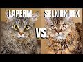 LaPerm Cat VS. Selkirk Rex Cat の動画、YouTube動画。