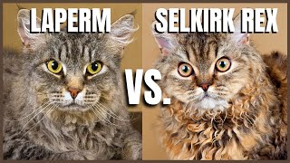 LaPerm Cat VS. Selkirk Rex Cat