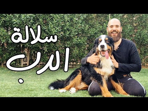 فيديو: كيفية إطعام كلب جبل بيرنيز