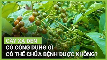 Cây xạ đen có công dụng gì? | VTC16