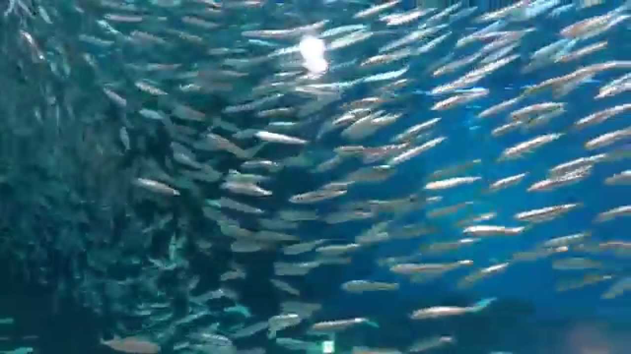 정어리먹이주기(아쿠아리움) sardine feeding at aquarium YouTube