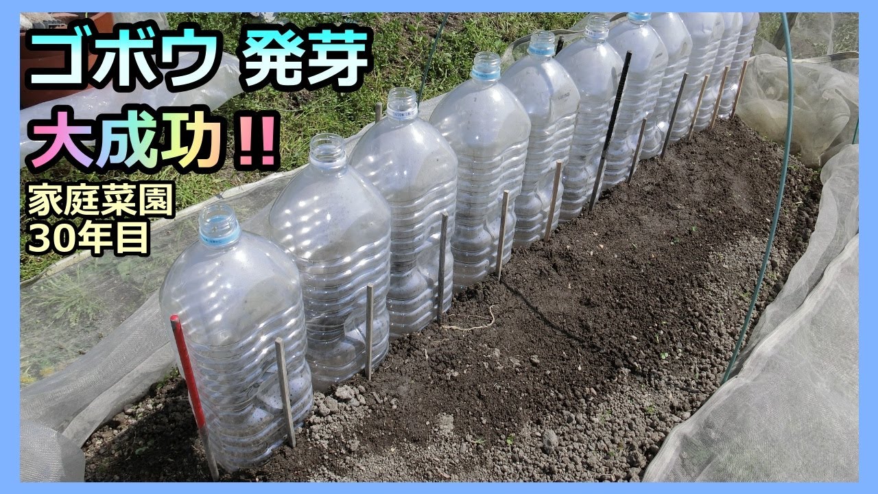 【ゴボウ 種まき～発芽】ペットボトルで大成功 家庭菜園30年目