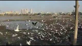 Flying birds near Gateway of India in Mumbai | top 10 most   #top10most screenshot 3