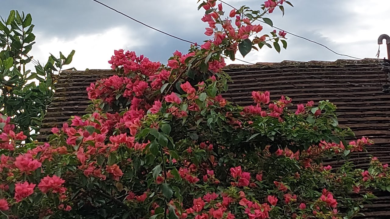 Olá! Bom dia! Vocês sabiam que a flor do maracujá é muito perfumada,além da beleza