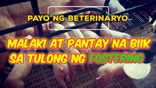 Paano Ginagawa Ang Fostering O Pagpapaampon Ng Mga Biik Sa Ibat Ibang Inahin