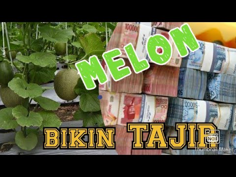 tanaman-melon-buah-melon-budidaya-melon-hortikultura