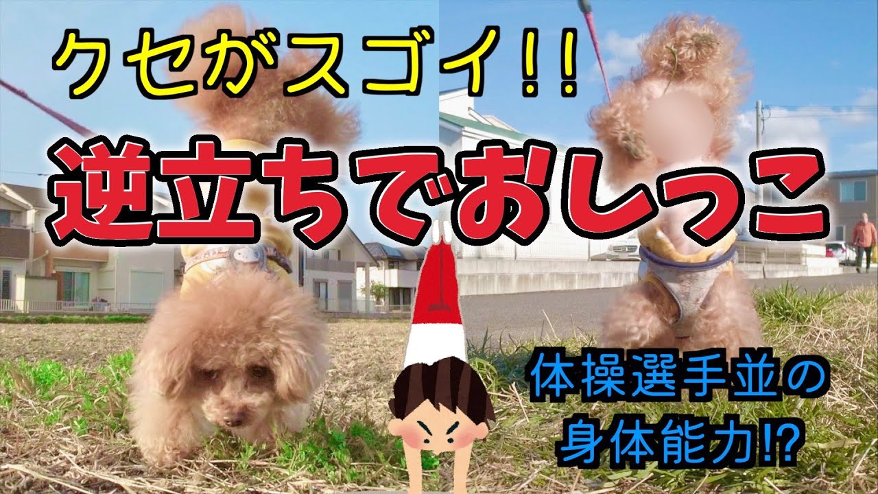 トイレ事情】クセがスゴイ‼逆立ちでおしっこ うんちは三本足打法