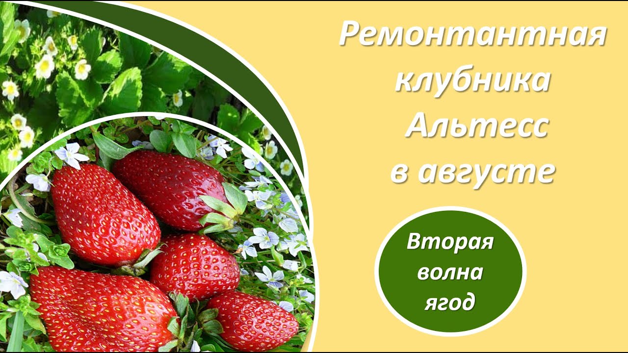 Какие работы с клубникой в августе
