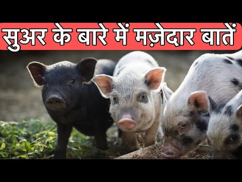 वीडियो: सूअर का थूथन क्या है?