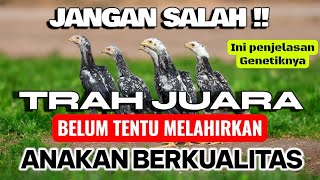 Punya Trah Bagus Tapi Anakan Biasa Saja? Ini Jawaban Genetiknya! Hanya dibahas di sini !! 
