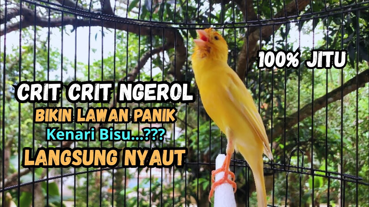 Kenari gacor NGEROL PANJANG cocok untuk PANCINGAN KENARI PAUD bikin BURUNG KENARI GACOR PANJANG