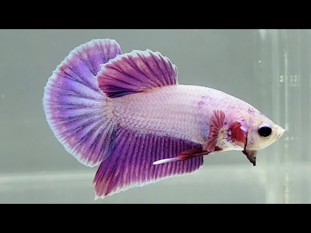 Purple Betta Fish PP-1225, Purple Betta Fish for Sale