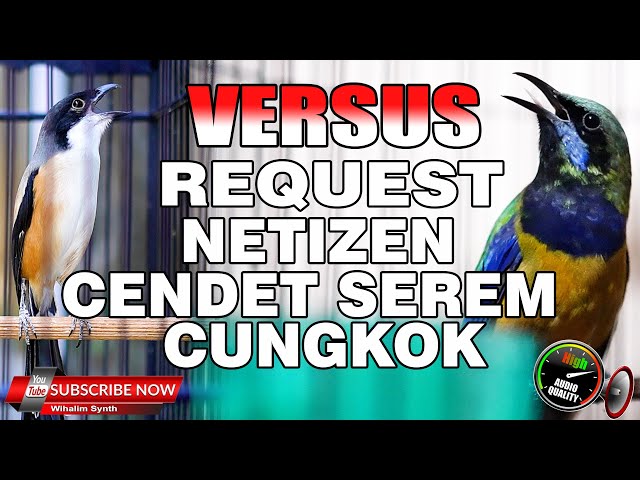 MASTERAN CENDET SPESIAL REQUEST NETIZEN CUCAK CUNGKOK VS CENDET GACOR FULL ISIAN FULL TEMBAKAN TAJAM class=