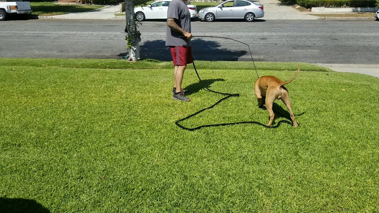 PITBULLS, FLIRT POLES, NOT FIGHTING