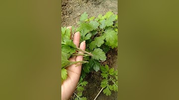 gjâm  hoa cúc chi rủ  thật  là đơn giản