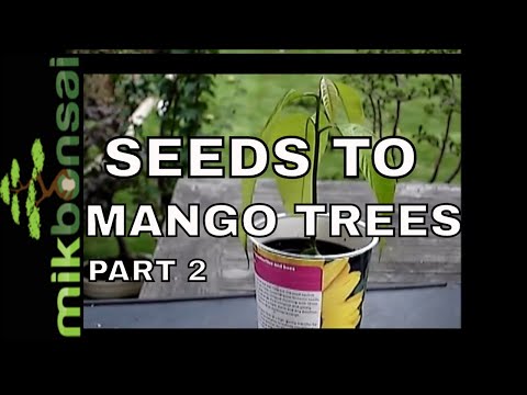 How to Grow Bonsai Mango Tree from Seeds Part 2