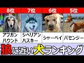 オオカミに近い犬TOP８