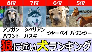 オオカミに近い犬TOP