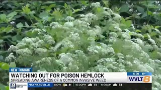 AG Leaders Warning about Poison Hemlock