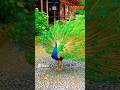 peafowl bird sounds 🦚 ||call #peacock #birds #more #amazing