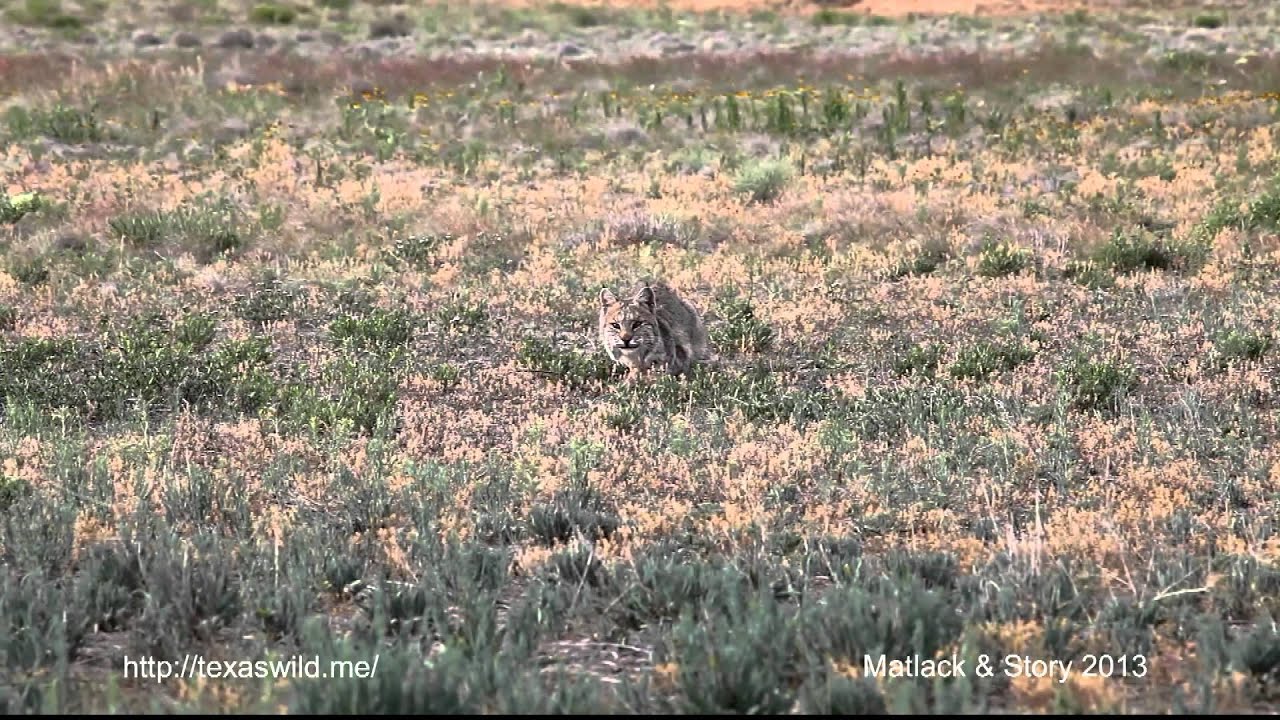 wildlife videographer jobs Bobcat Eats Black Tailed Prairie Dog