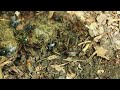 Dung Beetles & Wolf Shit