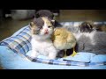 猫赤ちゃんと混ざって自分も猫だと思ったひよこ・猫赤ちゃんもひよこも可愛くてたまらない