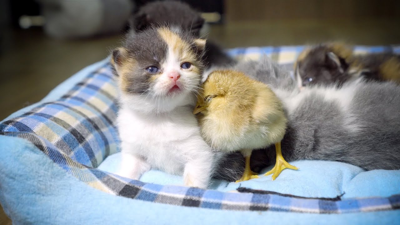 猫赤ちゃんと混ざって自分も猫だと思ったひよこ・猫赤ちゃんもひよこも
