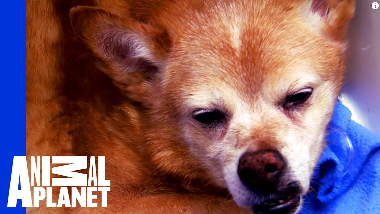 clips for crocs Dog Down! Dr. Jeff and Team Act Fast to Save a Senior Dog