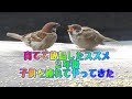 Ep9　育てて放鳥したスズメが２年後に子供を連れて来たくれた