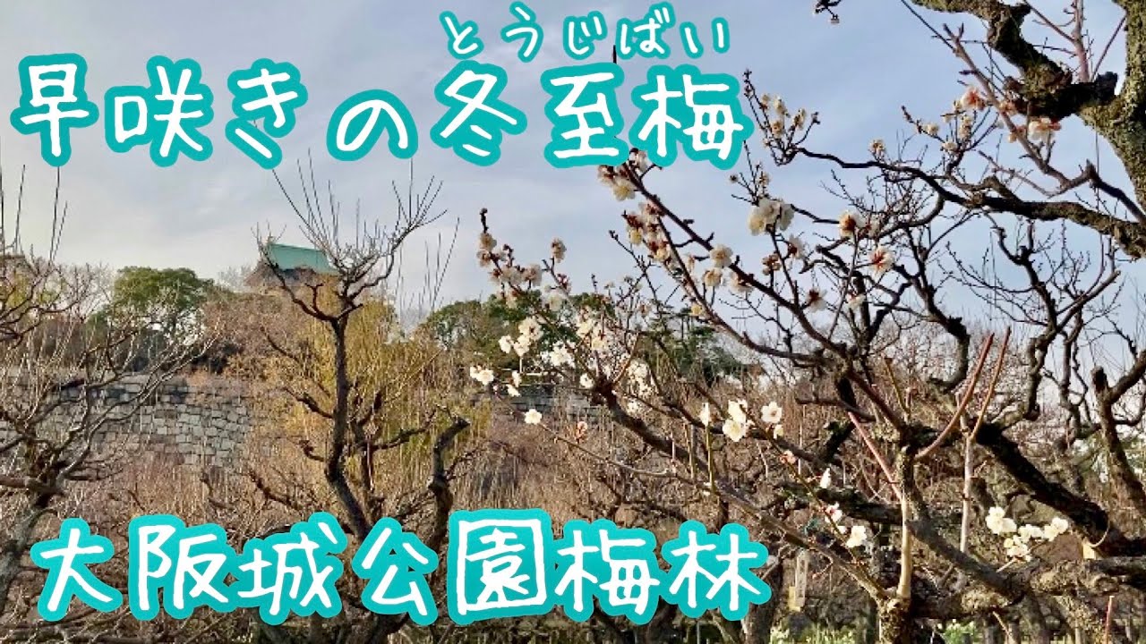 早咲きの冬至梅 大阪城公園梅林 Youtube