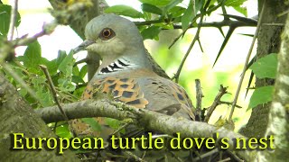 Гнездо Горлицы обыкновенной / European turtle dove's nest