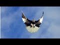 Полеты голубей при сильном ветре 21.03.2021 телефон +380988140345