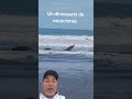 Lacoste versión marina #humor #comedia #shorts #funny
