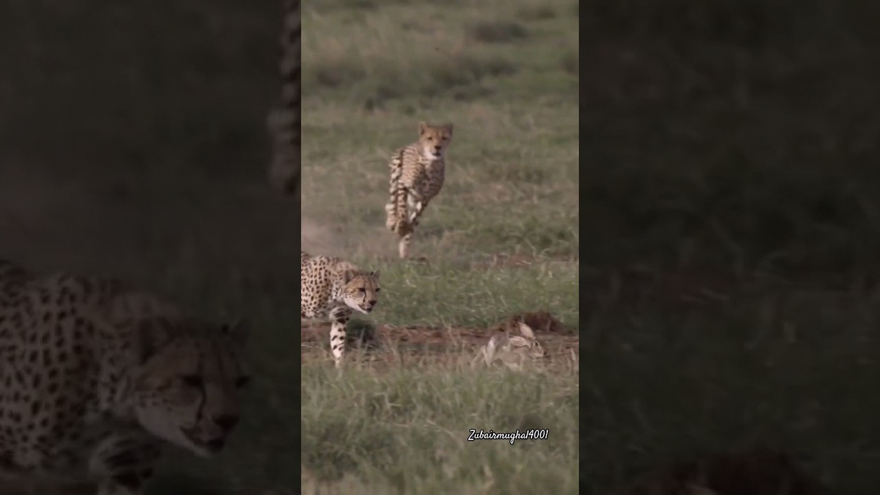 Leopard vs Rabbit | check speed | 