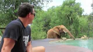 Elephants drinking from the pool at Impodimo Safari Lodge  spinning around the world