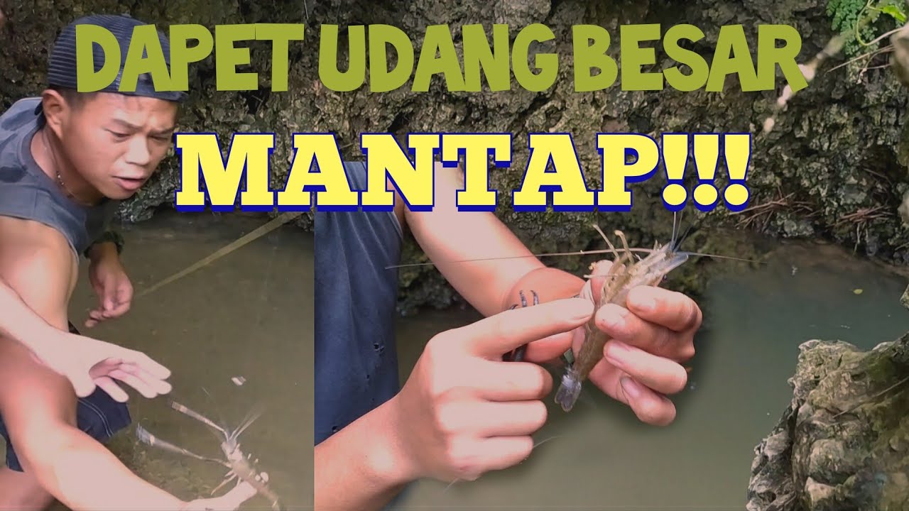 Mancing udang dapet yg besar mantap!!!! 
