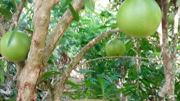 Buah Maja || Asal usul nama kerajaan Majapahit