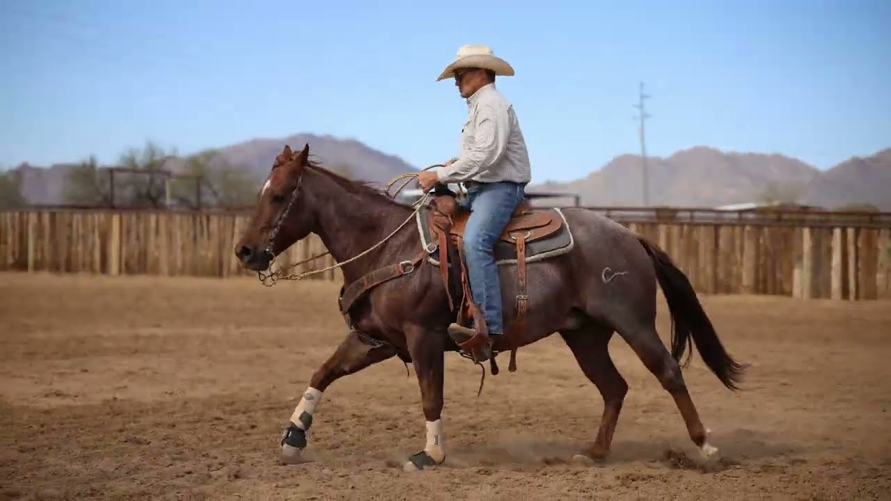 Smart Allic- 2017 AQHA Red Roan Gelding