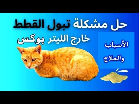 لماذا تتبول القطط خارج صندوق الفضلات وطريقة العلاج