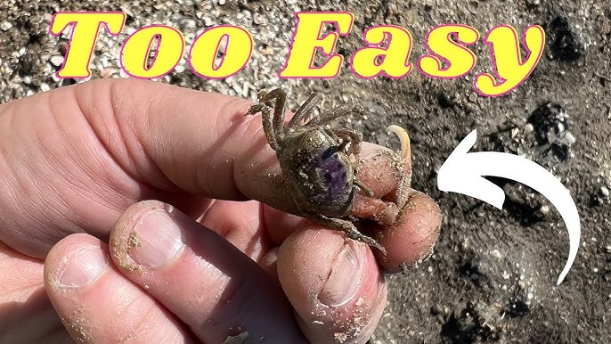 How To Catch Fiddler Crabs For Bait [Best & Easy Way]: FREE Saltwater  Fishing Bait