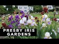 Presby Iris Gardens ~ Irises in Bloom ~ How to care for Irises