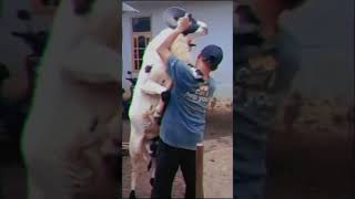 Download Lagu DOMBA GARUT TERBESAR #shorts #domba #dombagarut #dombagarutterbesar MP3