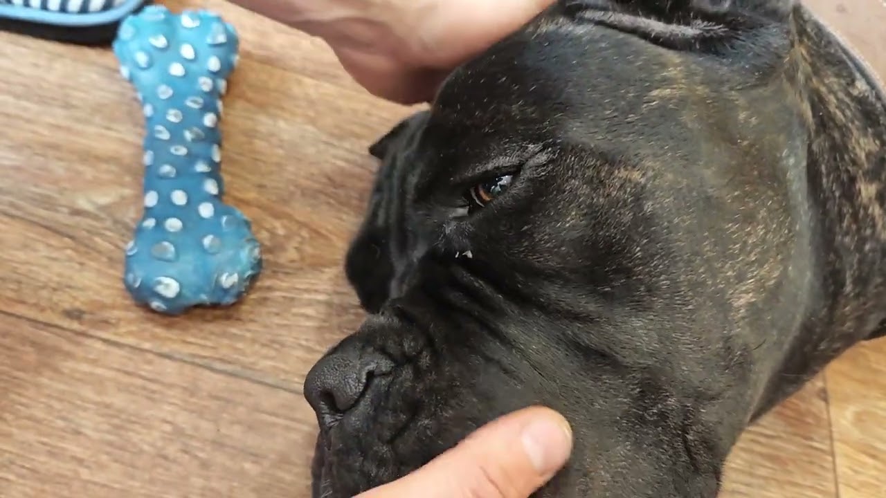 Как вправить веко собаке. Выпадение века Кане-Корсо. Третье веко воспаление. Глаза Кане Корсо