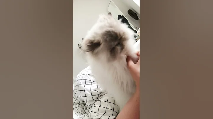 Watch the video about How my cat wakes me up in the morning #shorts