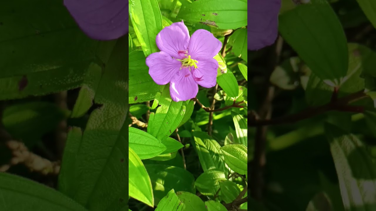 Melastoma malabathricum flowers  