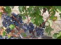Каберне Савиньон - золотой фонд мирового виноделия